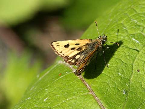 カラフトタカネキマダラセセリ