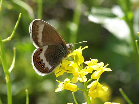 シロオビヒメヒカゲ