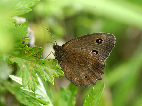 ジャノメチョウ