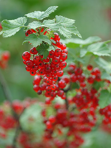 フサスグリの実