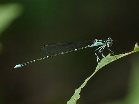 モノサシトンボ