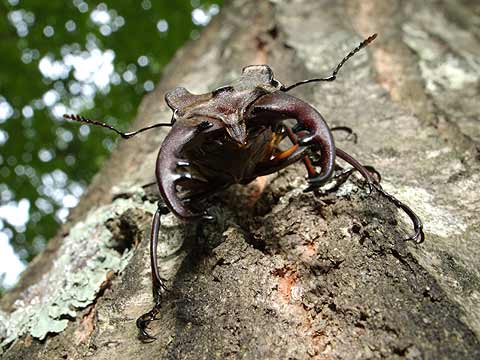 ミヤマクワガタ