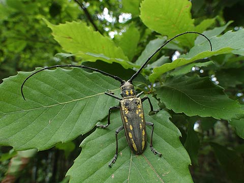 シロスジカミキリ