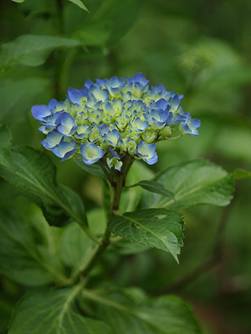 アトリエのアジサイ