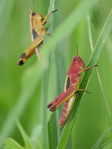 真っ赤なバッタ