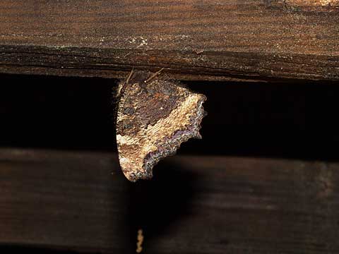 ヒオドシチョウの睡眠