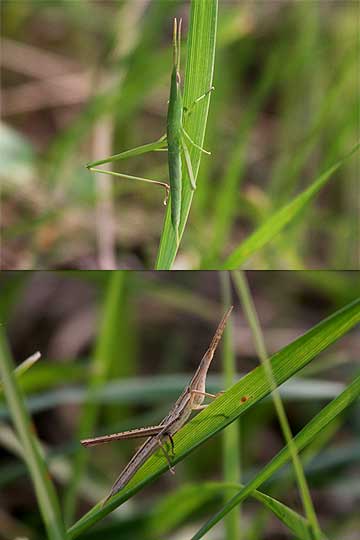 ショウリョウバッタの幼虫