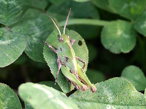 トノサマバッタの幼虫