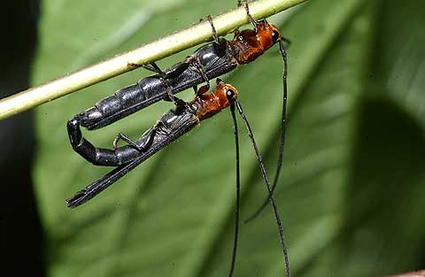 ホソツツリンゴカミキリ