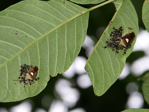 エサキモンキツノカメムシのその後