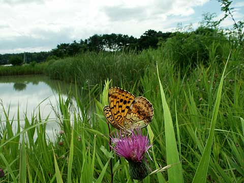 ヒョウモンチョウ