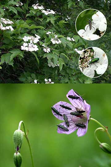 山の花（カンボクとフウロソウ）