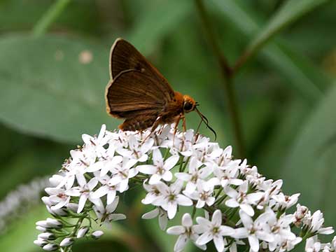 今日の庭のチョウ（キバネセセリ）