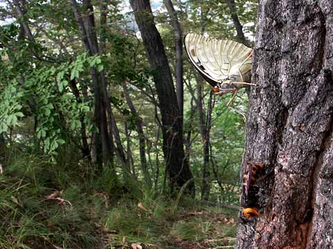 樹液に来たオオムラサキ