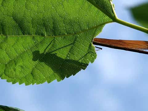 シルエットクイズ（ミヤマカワトンボ）