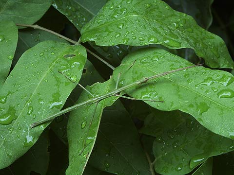 エダナナフシの幼虫