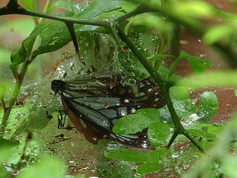 アサギマダラの死