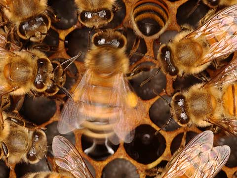 ミツバチの８の字ダンス