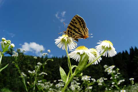 キマダラルリツバメ