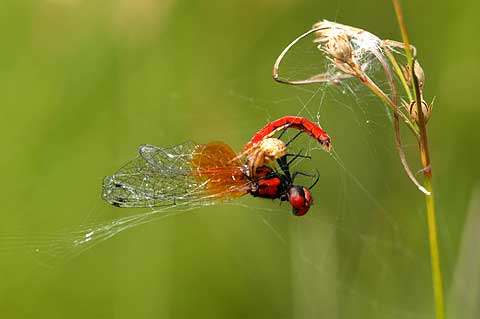 ハッチョウトンボの死