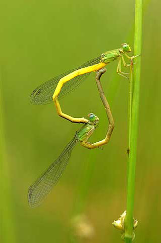 キイトトンボの交尾