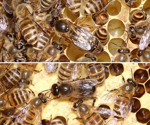 ニホンミツバチの女王とオス