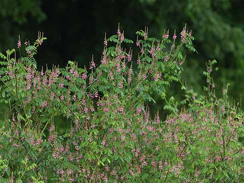 のり面のマメ科植物