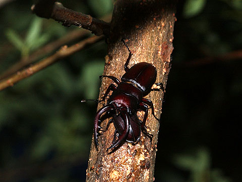 ノコギリクワガタ