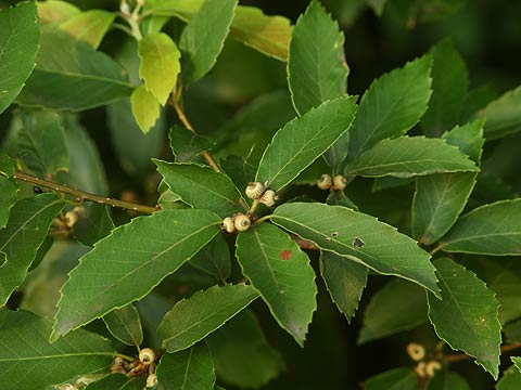 コナラの小さなどんぐり