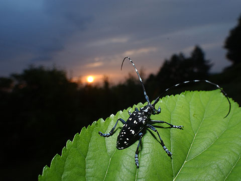 ゴマダラカミキリ