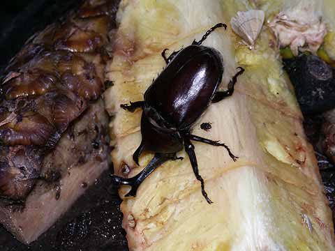 エサ台のカブトムシ