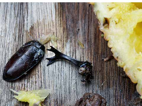 昨夜のカブトムシの結末