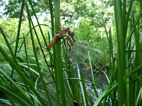 ルリボシヤンマの羽化