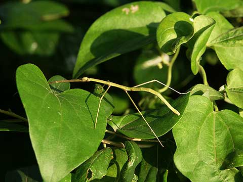 ナナフシモドキ