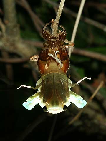 アブラゼミの羽化