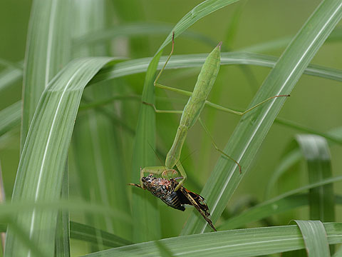 オオカマキリの幼虫