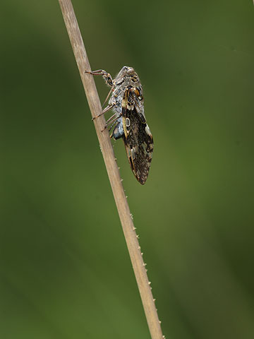 ニイニイゼミの産卵