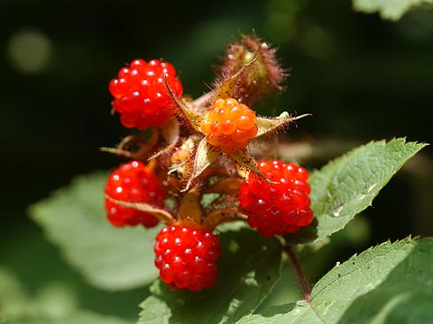 エビガライチゴの実