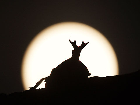 月をバックにカブトムシ