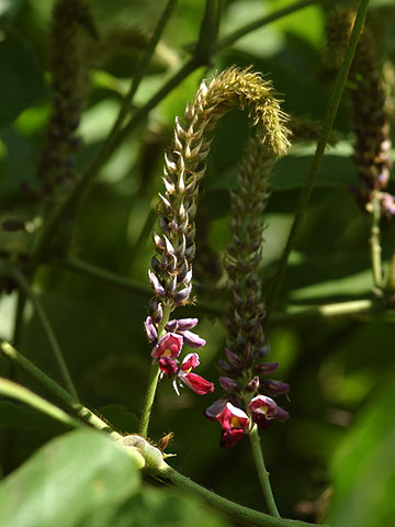 クズの花