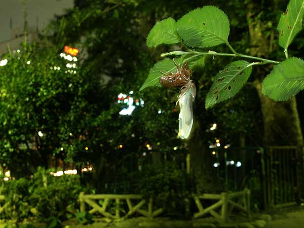 都心のアブラゼミの羽化