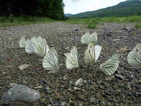 エゾスジグロシロチョウの集団吸水