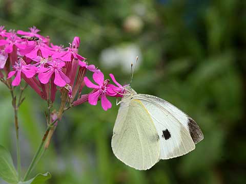 オオモンシロチョウ