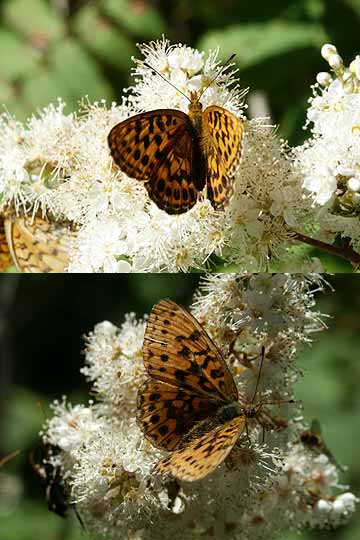 北海道特産のヒョウモン２種