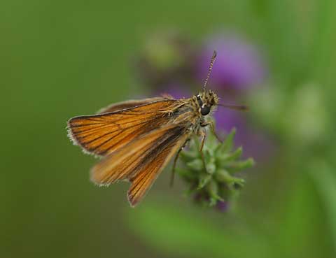 カラフトセセリ