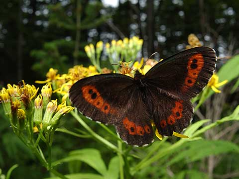 クモマベニヒカゲ