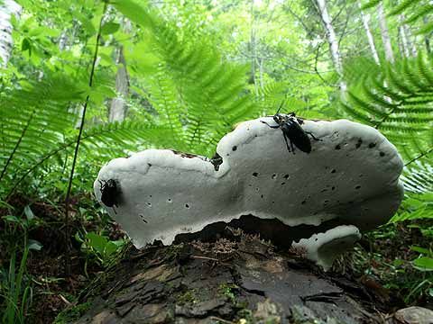 オオキノコムシ