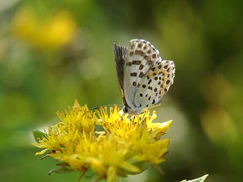 ジョウザンシジミ