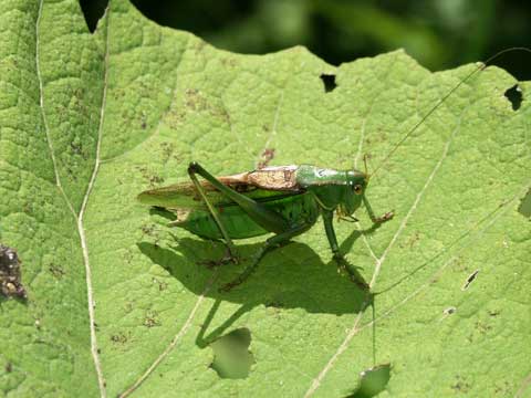 ハネナガキリギリス
