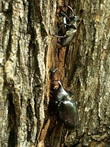 北海道のカブトムシ